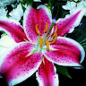 Meet your Posher, Tania